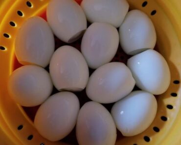 boiledeggs
