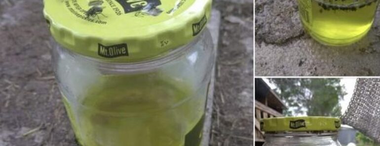 👉Sweet Pickle Fly Trap