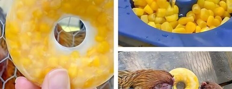 Frozen Corn Treats for chickens